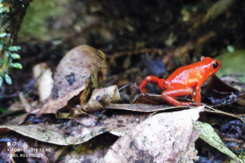 Puerto Viejo Talamanca: Wandere durch das Gandoca Manzanillo Wild Life Refuge.