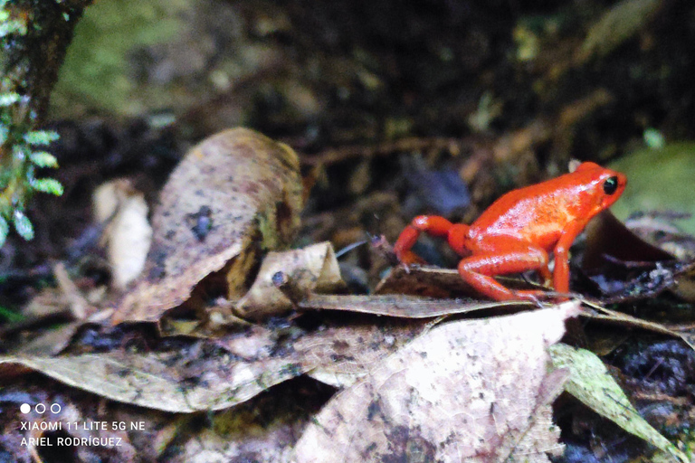 Puerto Viejo Talamanca: Wandere durch das Gandoca Manzanillo Wild Life Refuge.