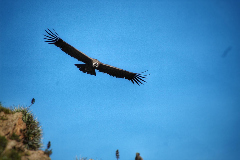 Classic Colca canyon Tour - 2 Days