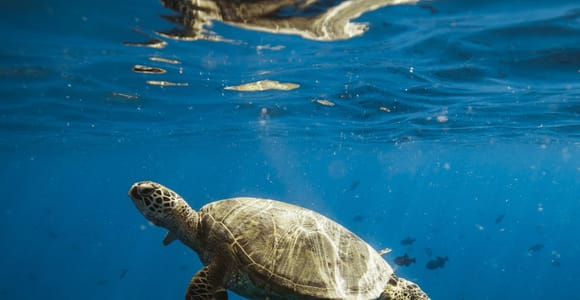 Waikiki: Turtle Canyon Snorkeling Boat Tour (Only 18 people)