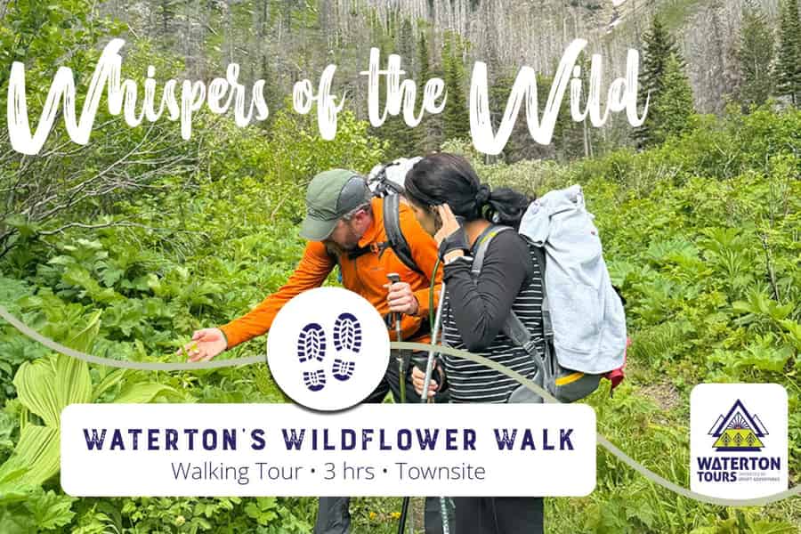 Waterton: Wildblumen-Wanderung. Foto: GetYourGuide Waterton: Wildblumen-Wanderung. Foto: GetYourGuide