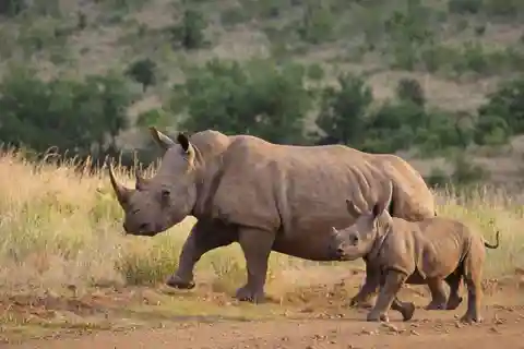 Isimangaliso Wetland Park Boat Cruise & Game Dve from Durban