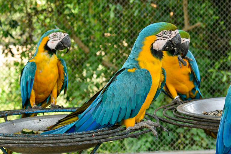 Private Premium Experience – Brazil Side of Iguazu Falls & Bird Park Premium Private Experience – Iguazu Falls Brazil & Bird Park