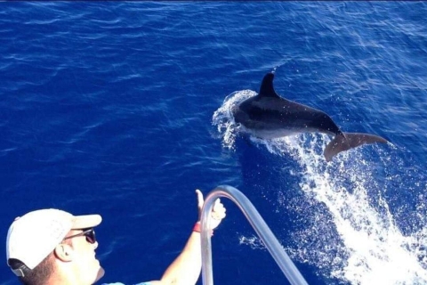 Teneriffa: Whale Watching und Schwimmen ab Los Cristianos