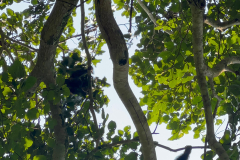 Excursion d&#039;une journée au lac Bunyonyi et dans la forêt de Kalinzu pour un trekking avec les chimpanzés