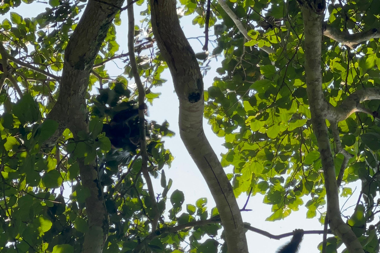 Excursión de un día al Lago Bunyonyi - Bosque de Kalinzu - Senderismo de Chimpancés