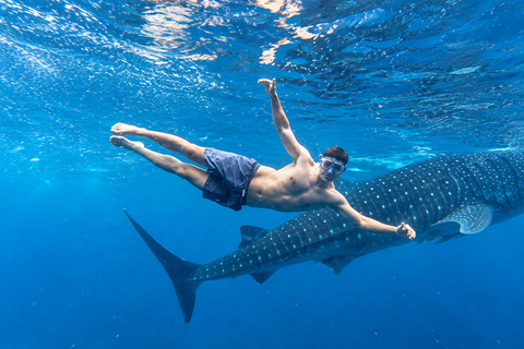 Cebu: Oslob Whale Shark Swimming Experience with Transfer