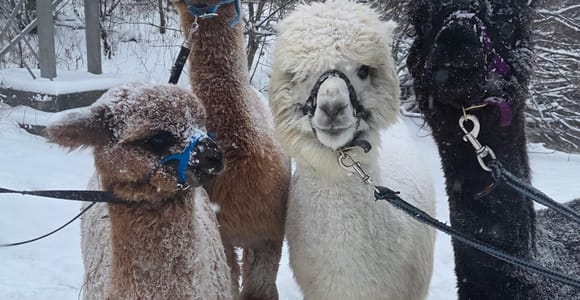 Spaziergang mit Alpakas - Domačija Loncnar - Bohinj