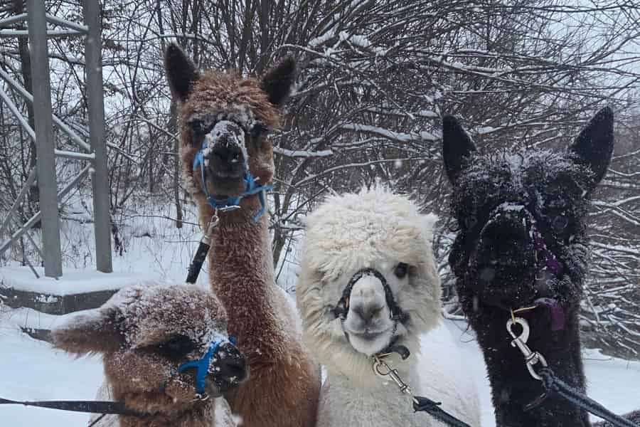 Spaziergang mit Alpakas - Domačija Loncnar - Bohinj. Foto: GetYourGuide Spaziergang mit Alpakas - Domačija Loncnar - Bohinj. Foto: GetYourGuide
