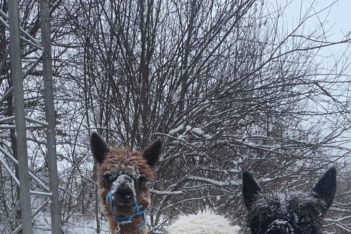 Walking with alpacas - Domačija Loncnar - Bohinj