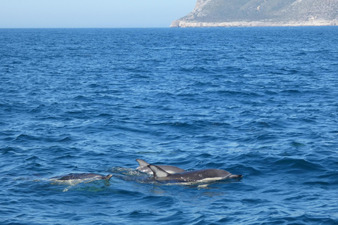 Dolphin Watching in Arrábida Natural Park