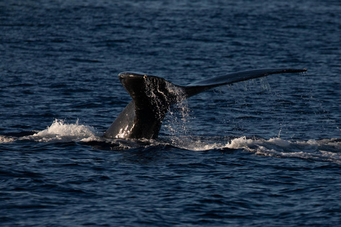San Francisco: Whales of the Bay Cruise