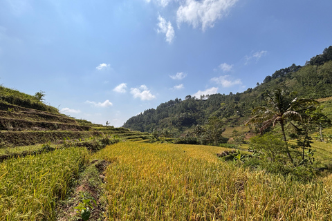 يوغياكارتا: جولة شاملة مع مرشد سير في تراس الأرزيوجياكارتا: جولة شاملة على مدرجات الأرز مع مرشد
