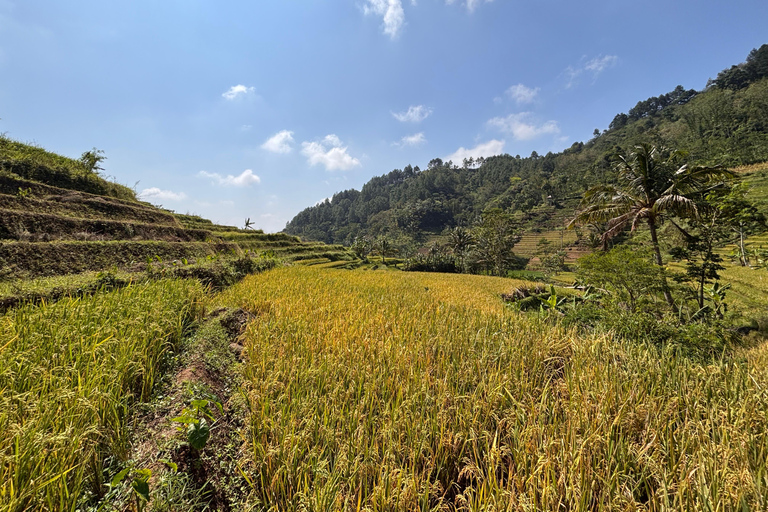يوغياكارتا: جولة شاملة مع مرشد سير في تراس الأرزيوجياكارتا: جولة شاملة على مدرجات الأرز مع مرشد