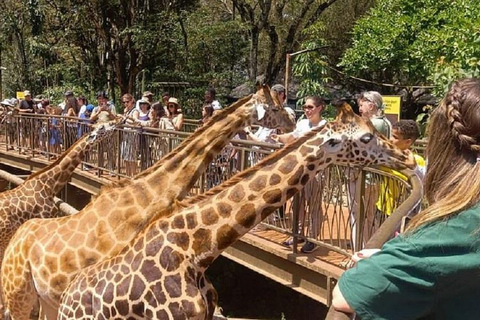 Nairobi: Elephant Orphanage & Giraffe Centre Tour Elephant Orphanage & Giraffe Centre Tour Without Entry Fee