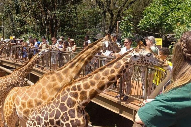 Nairobi: Elephant Orphanage & Giraffe Centre Tour Elephant Orphanage & Giraffe Centre Tour Without Entry Fee