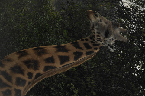 Von Kampala: 2-tägige Safari zum Murchison-Falls-NationalparkVon Kampala aus: 2-tägige Safari zum Murchison Falls Nationalpark