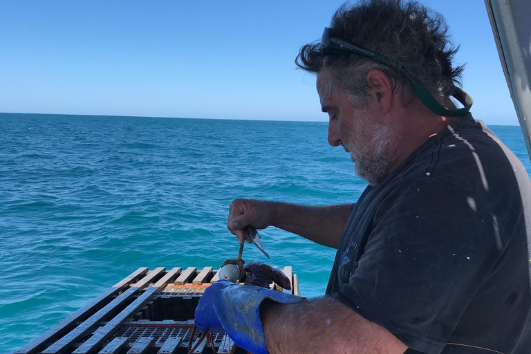 Rockingham: Lobster Catch and Keep Tour with Refreshments Lobster Spectator (No Catch & Keep)