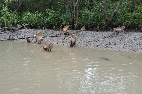 From Bangkok: Mangrove Forest and Bat Cave Private Day Tour