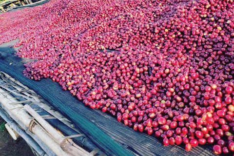 Kigali: tour della città e tour del caffè