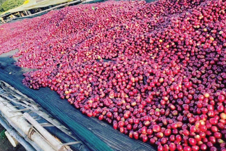 Kigali: tour della città e tour del caffè