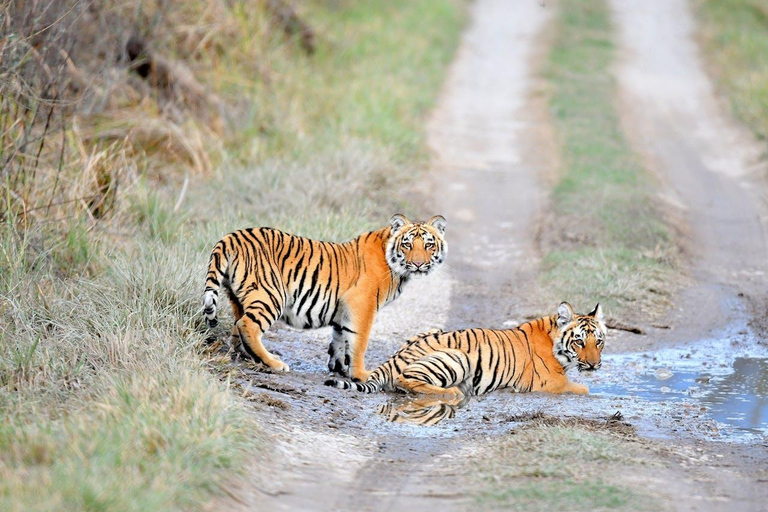 Z Delhi: 3-dniowa wycieczka Ranthambore Tiger Safari TourPrywatna wycieczka z zakwaterowaniem w 4-gwiazdkowym hotelu