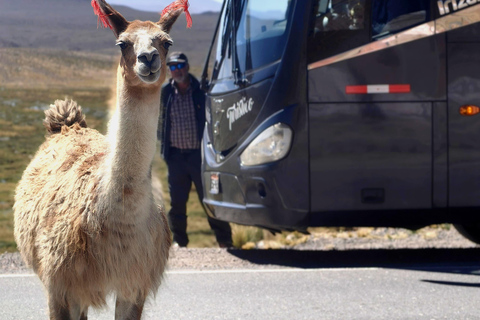 Chivay to Puno on a Premium Tourist Bus | Scenic Route through the Andes Chivay to Puno by Premium Tour Bus | Scenic Route through the Andes