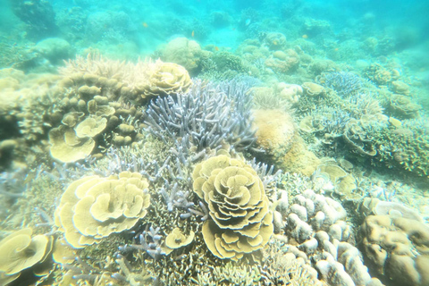 Gili eiland: privé snorkeltour 3 Gili eiland + GOPRO