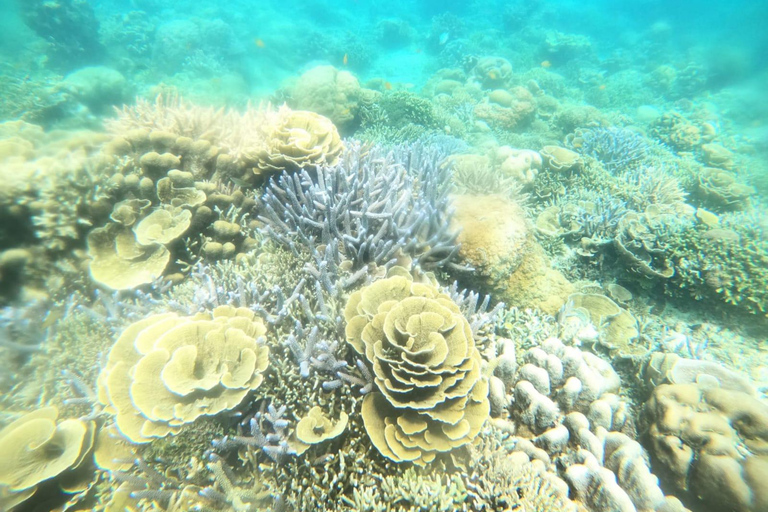 Vanaf Gili Air eiland : Groep/Publiek snorkelen 3 Gilis