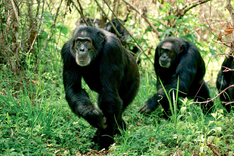 3Days Aberdares & Sweetwaters Ol Pejeta Chimpanzee Sanctuary