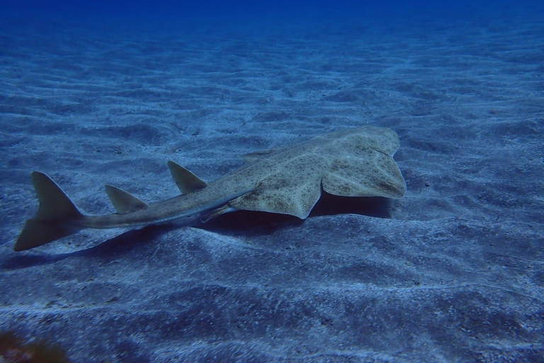 Depuis Abades : demi-journée de plongée sous-marineInitiation à la plongée sous-marine