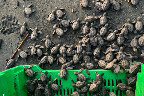 Isla Cañas: Newborn Turtle Release Tour with Breakfast