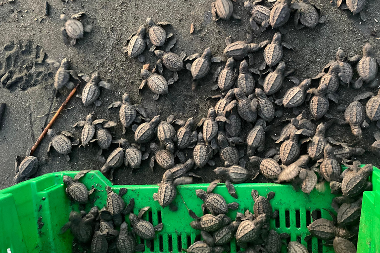 Isla Cañas: Newborn Turtle Release Tour with Breakfast