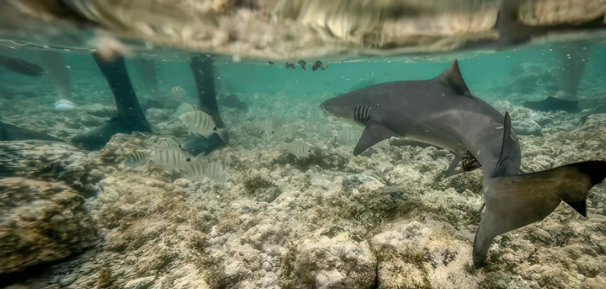 Sal: Private Tour mit Abholung zur Shark Bay und zum Salzsee