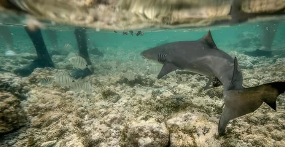 Sal: Shark Bay and Salt Lake Private Tour with Pickup