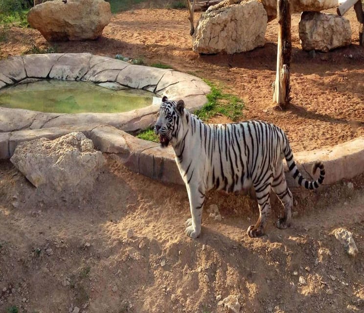 Dubai: Al Ain Garden City with Conservation Zoo | GetYourGuide