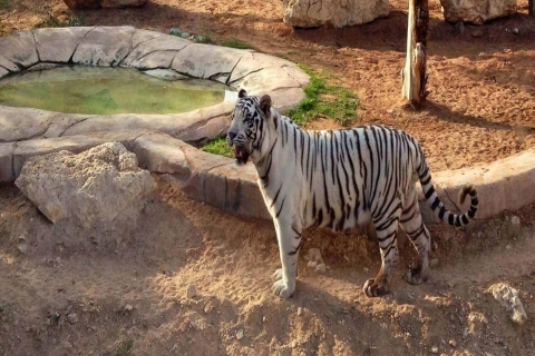 Dubai: Al Ain Garden City met Conservation ZooDagtour door Al Ain Garden City met Conservation Zoo