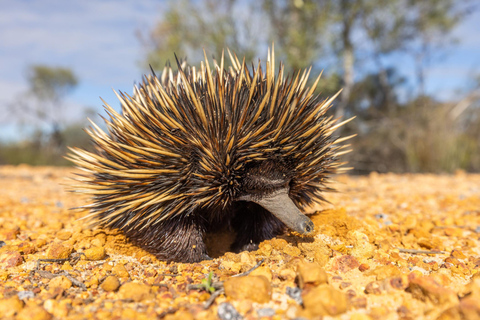 Perth: 8-Day Exmouth Tour with Ningaloo Reef Comfort Tour Twin Share Room (Adults only)