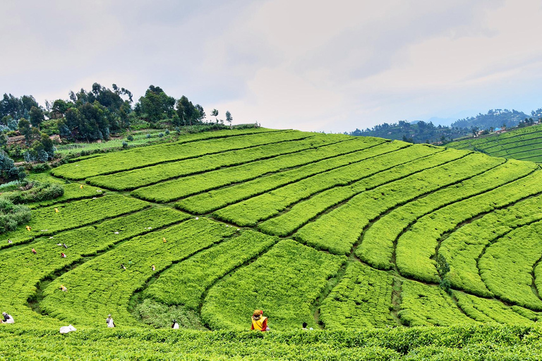 Kigali: Tea Plantation Tour, Tasting, and Camping Trip
