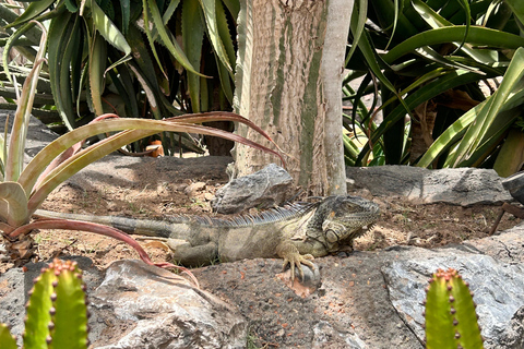 Agadir: Kabelbaan, Crocopark en Geiten op Bomen Tour