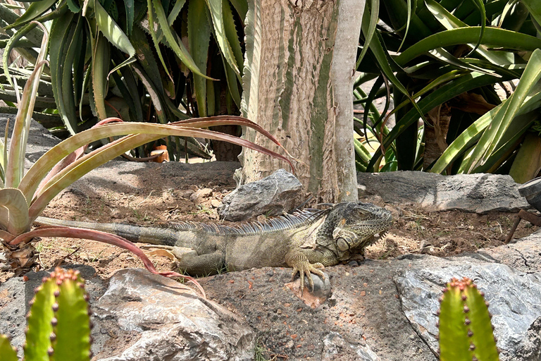 Agadir: Kabelbaan, Crocopark en Geiten op Bomen TourVanuit Taghazout: kabelbaan, crocoparc en geit op bomen tour