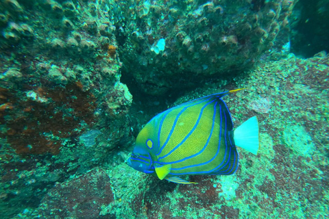 Mirissa Turtle Snorkeling Free Underwater Photos & pickup