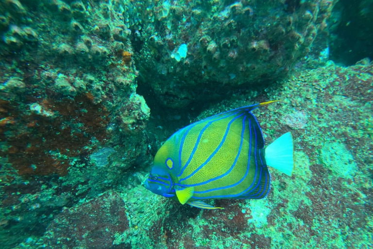 Mirissa Turtle Snorkeling Free Underwater Photos & pickup