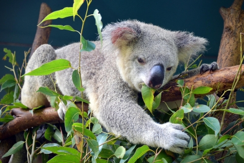 Wstęp do australijskiego zoo i transfery z BrisbaneWejście i transfer do zoo w Australii Brisbane