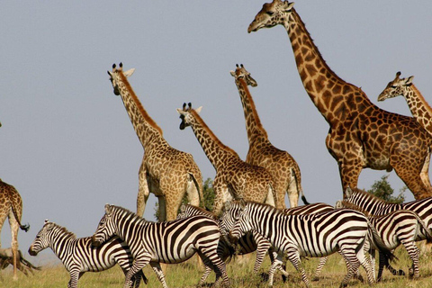 Zanzibar: Mikumi National Park Safari with Flight