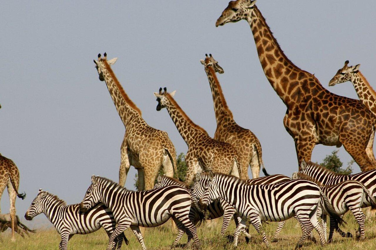 Zanzibar: Mikumi National Park Safari with Flight