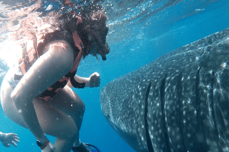 Lombok Sumbawa Best Sharing 2D1N Whale Shark With Snorkeling From Sumbawa Best Sharing 2D1N Whale Shark With Snorkeling