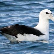 Tauranga: Winter Coastal Cruise