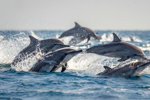 Bohol Dolphin Watching & Sea Turtle Swim Island Hopping Tour Pier – Meet-up Point