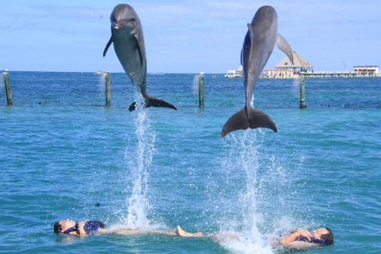 Punta Cana : L'expérience des dauphins en merPunta Cana : Rencontre avec les dauphins